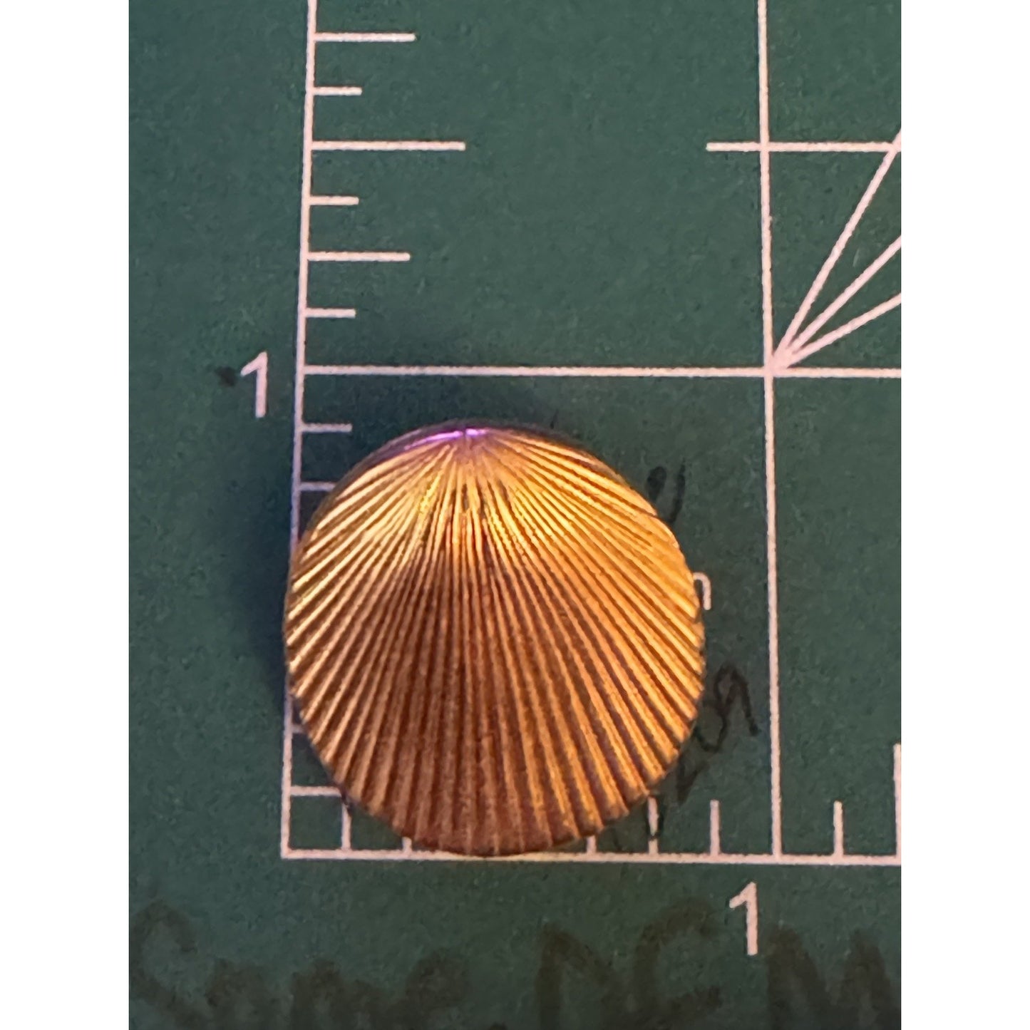 Vintage Simply Whispers Ribbed Seashell Stud Earrings Gold Tone Dainty Chic 7/8”