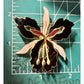 Vintage Cloisonné Orchid Flower Brooch Pin Gold Tone Black White Enamel Floral